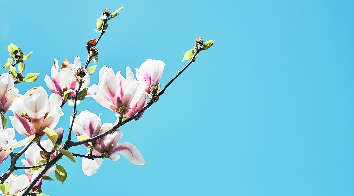 Floral - Velocio