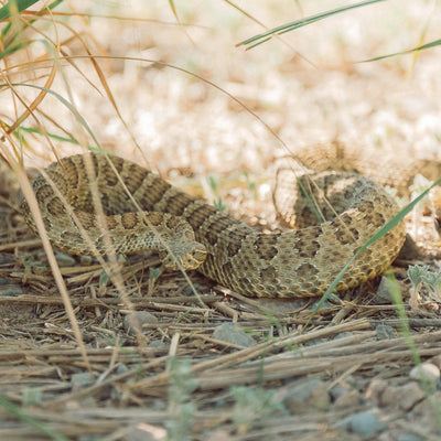 right promotion image